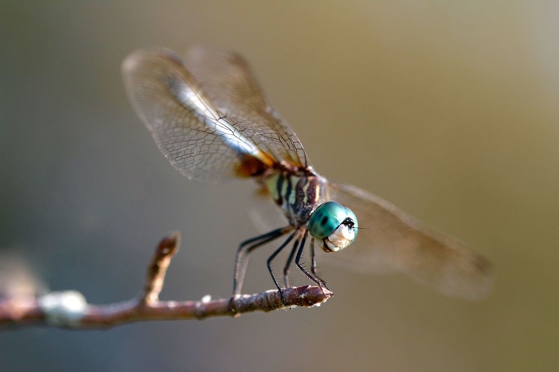 Blue Dasher  Blue Dasher,Geotagged,Pachydiplax longipennis,Summer,United States,dragonfly,insect,macro