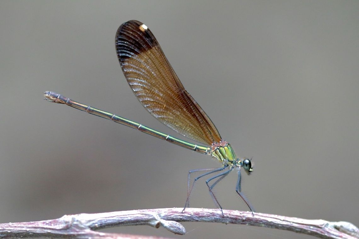 Copper Demoiselle In the forests of the Tuscan countryside are thick clouds of horse flies ready and willing to bite. Whenever I was tracking through the forest I would stop by the creek which was full of these guys and suddenly all the fly bites stopped. they created a momentary sanctuary for me to photograph them. Feel free to correct me if I have miss identified. Calopteryx haemorrhoidalis,Copper demoiselle,Geotagged,Italy,Summer