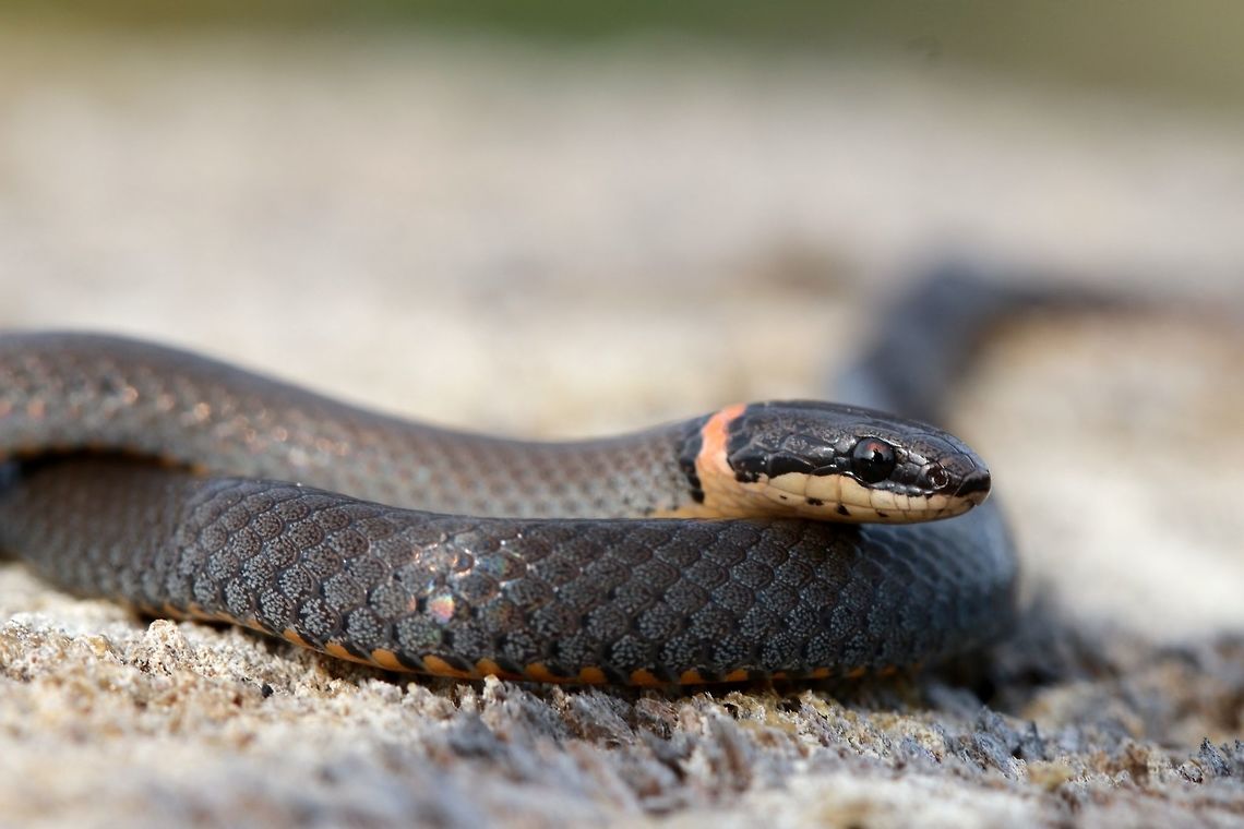 Ringneck Snake A fossorial species of snake often found underneath rocks. I was very surprised to find a snake while hiking today as I have never found a snake in the middle of winter before. A great surprise and a first for me here in Florida.  Diadophis punctatus punctatus,Geotagged,Southern ring-necked snake,United States,Winter,macro,reptile,snake