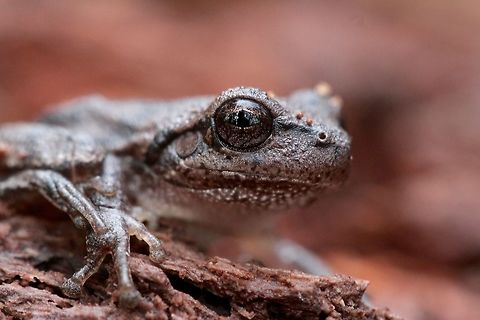 Pine woods tree frog