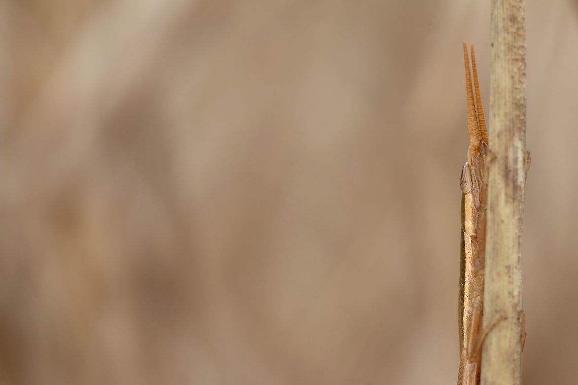 Slim like a Toothpick While hiking around in some grasses nearby some ponds I saw this guy jump and as I took photos he would try to hide behind the piece of grass. Achurum carinatum,Geotagged,Long Headed Toothpick Grasshopper,United States,Winter,bug,insect,macro