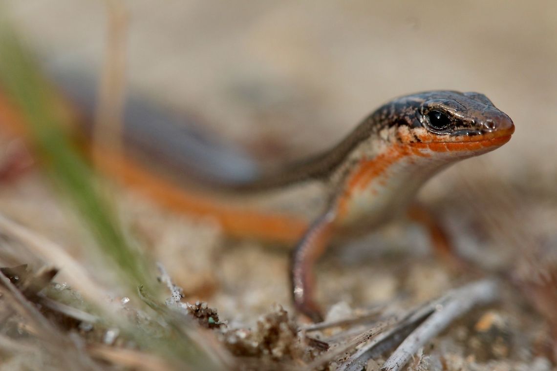 Mole Skink After researching on google maps for some ideal spots to hike I tried out a new location that might have been on some private property but nevertheless it produced my first mole skink with a beautiful bright orange tail. Certainly made my day! Geotagged,Mole skink,Plestiodon egregius,United States,Winter,lizard,macro,reptile,skink