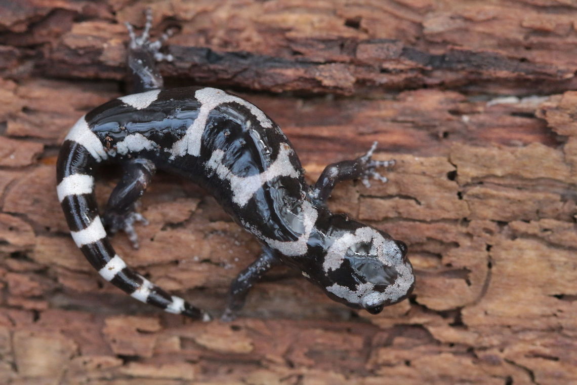 Marbled Salamander A fairly small salamander that contrasts quite heavily when flipped under a log. Hard to miss the black and white fellow in the brown dirt. An awesome find from a local spot with at least 4 salamander species present including this one. Ambystoma opacum,Geotagged,Marbled salamander,United States,Winter,amphibian,macro