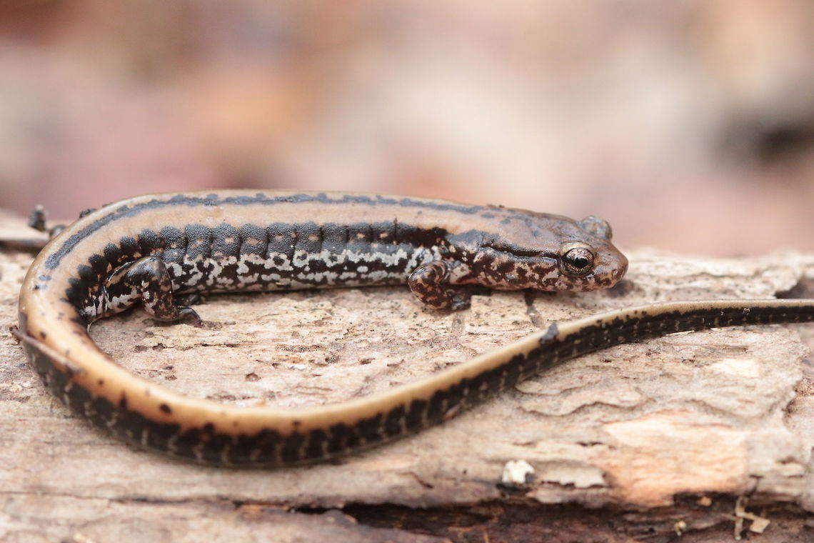 Three-Lined Salamander One of the other species of salamander that I found in a steephead ravine with a flowing creek running through it. These guys and the two-lined salamanders are the most abundant that I've seen. Eurycea guttolineata,Geotagged,Three-lined salamander,United States,Winter,amphibian,macro