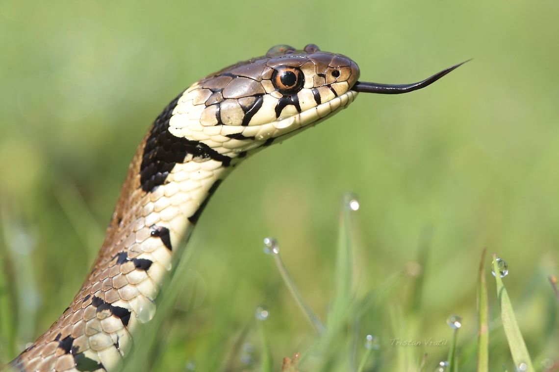 Grass Snake Portrait I have found a fair amount of grass snakes but all have eluded my camera until today! Geotagged,Grass snake,Natrix natrix,Spring,United Kingdom,macro,reptile
