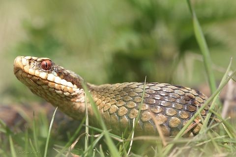 A Year Later Glad to be back in England searching for these fellows. This happens to be a local adder that I last saw almost a year ago to the day. Geotagged,Spring,United Kingdom,Vipera berus,macro,snake,viper