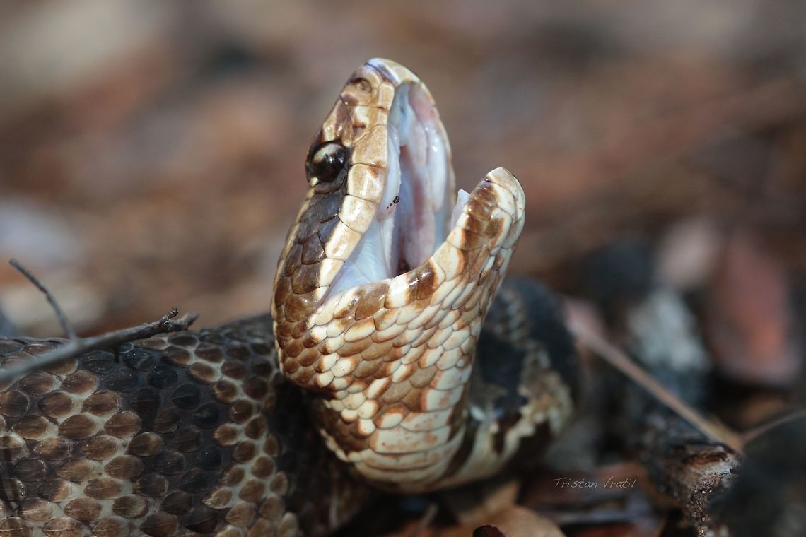 Cottonmouth A very cool snake I was excited to find for the first time. These guys seem to be all about show as he was a very mild tempered snake. Agkistrodon piscivorus,Geotagged,Spring,United States,macro,reptile,viper