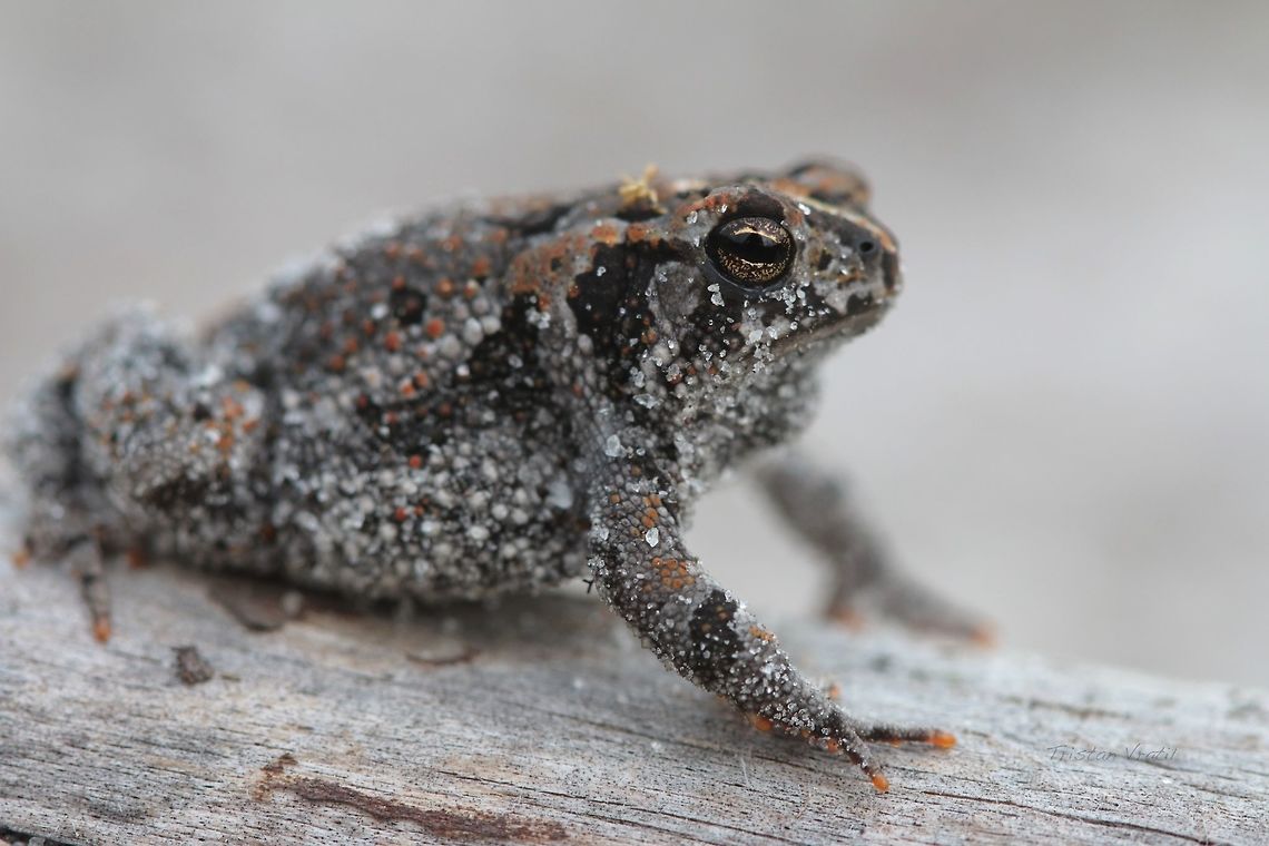 Oak Toad A small toad found while doing a drift fence survey at some breeding ponds. Anaxyrus quercicus,Geotagged,Oak Toad,Spring,United States,amphibian,macro,toad