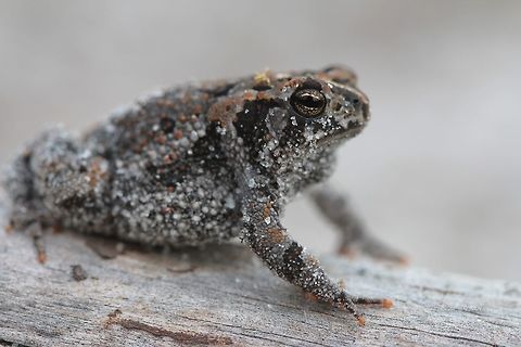 Oak Toad
