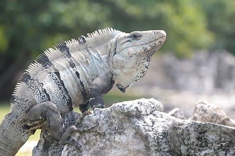 Giant Iguana One of many black spiny-tailed iguanas found roaming about some ancient ruins. Ctenosaura similis,Geotagged,Mexico,Winter,reptile