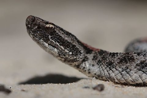 Up Close and Dangerous Can't edit any of my photos so this one is going to be a bit dark. I like this one because you can tell by the grains of sand just how small a rattlesnake this is. Dusky pygmy rattlesnake,Geotagged,Rattlesnake,Sistrurus miliarius barbouri,Spring,United States,macro,reptile