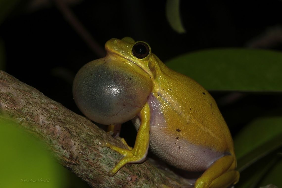 Midnight Call A green tree frog among many calling in the reeds at a nearby pond. American green tree frog,Geotagged,Hyla cinerea,Spring,United States,amphibian,frog,macro