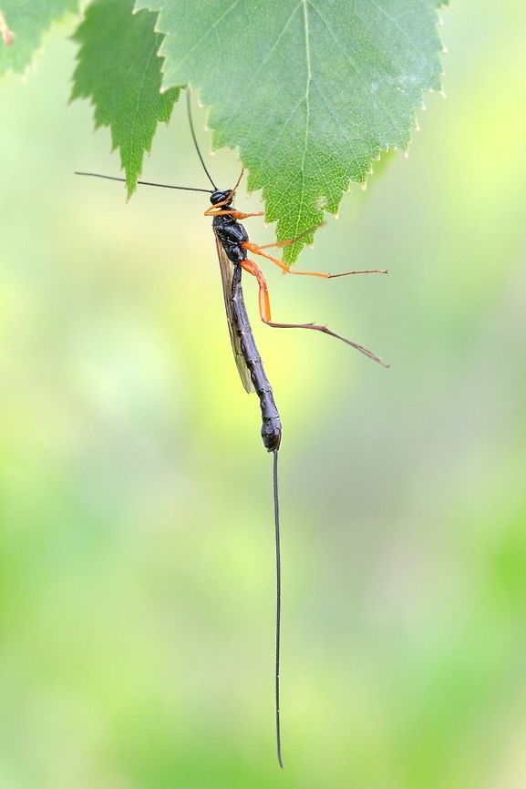 Wasp A very large what i believe to be parasitic wasp. While photographing a few I felt a bit nervous just because of their odd look and seemingly erratic behavior. A very cool insect! Please help me identify! Geotagged,Spring,United Kingdom,bug,macro,wasp