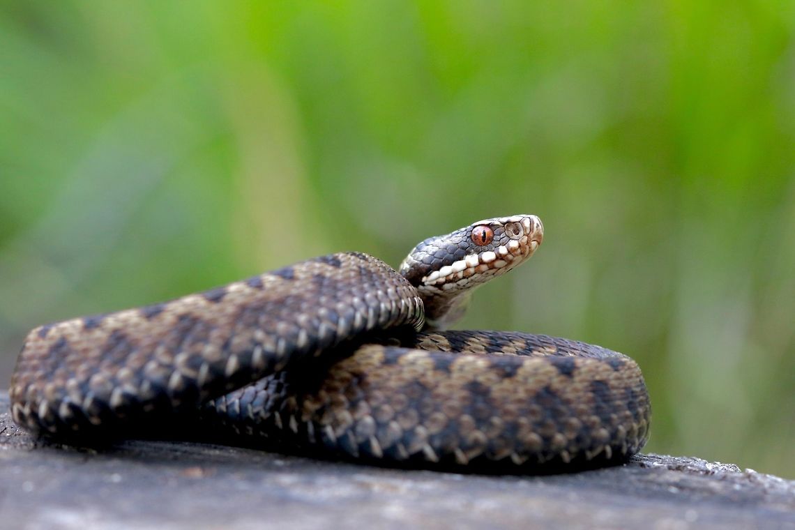 Juvenile Female Adder Caught for some photos in the evening on a slope facing right into the sun. Loved the pattern on this certain individual! Geotagged,Summer,United Kingdom,Vipera berus,macro,reptile,snake