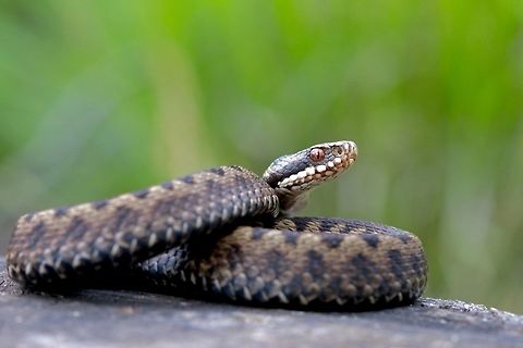 Juvenile Female Adder Caught for some photos in the evening on a slope facing right into the sun. Loved the pattern on this certain individual! Geotagged,Summer,United Kingdom,Vipera berus,macro,reptile,snake