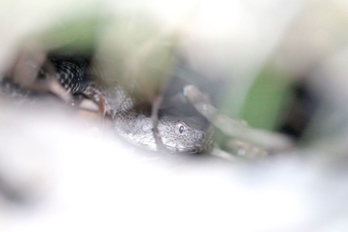 Nose Horned Viper Was fortunate enough to find four horned vipers during my time in Dubrovnik but was unfortunate enough to never capture one to photograph. They all slithered quickly into the rocky homes. Awesome snake that definitely goes under one of my coolest finds. Croatia,Geotagged,Nose-horned viper,Summer,Vipera ammodytes,macro,reptile,snake
