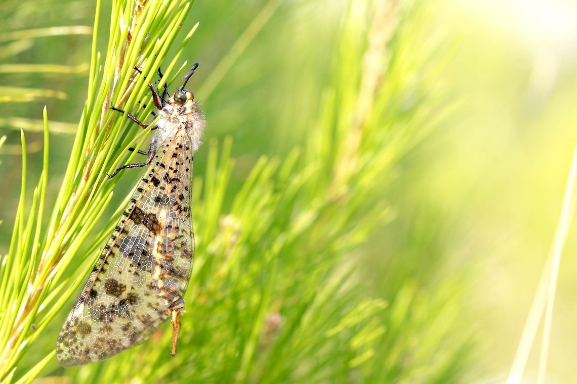 Ant Lion Lacewing Was surprised by these large flying insects when I began  my trekking through the wilderness of Dubrovnik but in the right areas these guys were very common. Croatia,Geotagged,Myrmeleontidae,Neuroptera,Palpares libelluloides,Summer,insect,macro