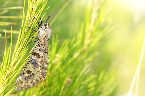 Ant Lion Lacewing Was surprised by these large flying insects when I began  my trekking through the wilderness of Dubrovnik but in the right areas these guys were very common. Croatia,Geotagged,Myrmeleontidae,Neuroptera,Palpares libelluloides,Summer,insect,macro