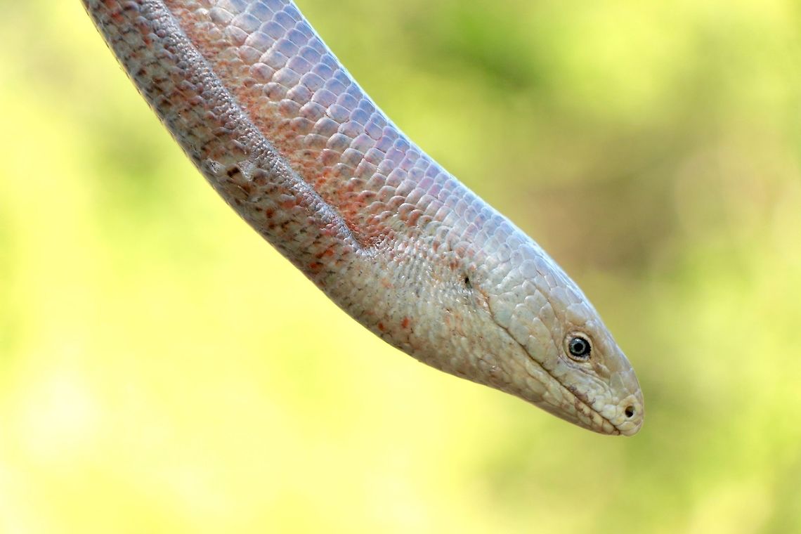 European Glass Lizard (Sheltopusik) What I belive to be the worlds largest legless lizard species was also the most commonly occured while in Dubrovnik. These lizards were very large and seemingly social at least when basking as we came across five together in a field basking in the sunset. Croatia,Geotagged,Pseudopus apodus,Sheltopusik,Summer,lizard,macro,reptile