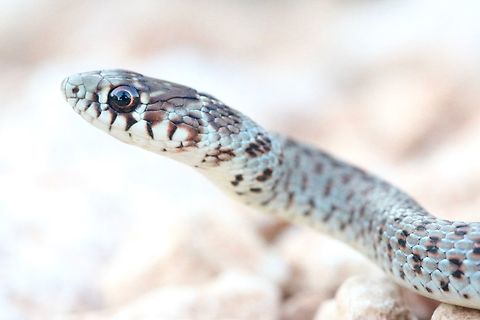 Balkan whip snake