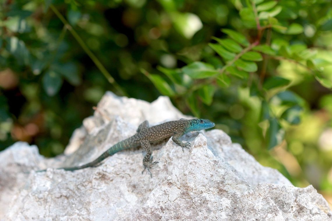 Sharp Snouted Rock Lizard By far the most colorful individual found during my trip. Very nicely patterned species that was fun to look out for. Croatia,Geotagged,Lacerta oxycephala,Sharp-snouted rock lizard,Summer,lizard,macro,reptile