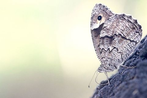 Grayling Not 100% on the identification so feel free to recommend. Plenty of these butterflies were roaming the woodlands over the hills of Dubrovnik. Geotagged,Grayling,Hipparchia syriaca,Summer