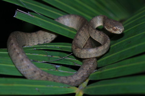 Keeled Slug-Eating Snake A semi-large arboreal species of snake native to Southeast Asia. Figured I should introduce a few new species as its been a while and I am in Thailand at the moment. This adult was found atop some vegetation at about chest height at night. Keeled slug-eating snake,Pareas carinatus
