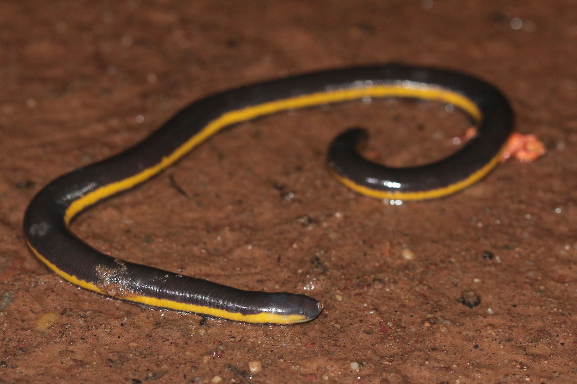 Koh Tao Caecilian A secretive creature that spends much of its time underground. This indivual was found crossing an agricultural road after some heavy rains. Ichthyophis kohtaoensis,Koa Tao Island caecilian