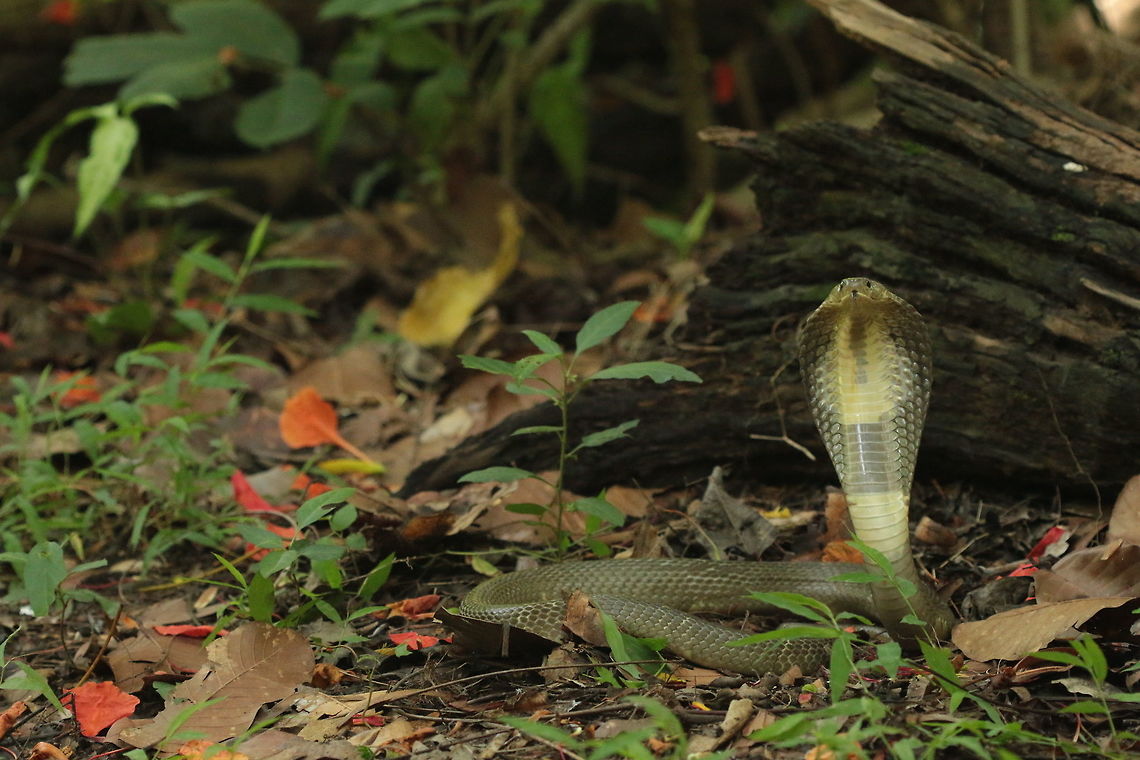 Indochinese Spitting Cobra This individual was received during a snake call. This adult was found in someone&#039;s house and was translocated to a safer location. Indochinese spitting cobra,Naja siamensis