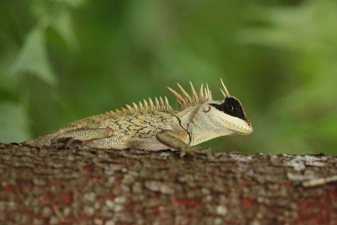 Acanthosaura cardamomensis Thought for sure this would be a species introduction given its reletively recent description as a full species. Regardless this shows how beautiful some of the males can get. Acanthosaura capra,Acanthosaura cardamomensis