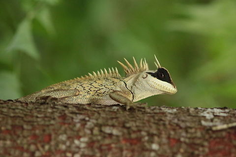 Acanthosaura cardamomensis Thought for sure this would be a species introduction given its reletively recent description as a full species. Regardless this shows how beautiful some of the males can get. Acanthosaura capra,Acanthosaura cardamomensis
