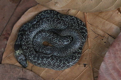 Common Wolf Snake This is one of three common wolf snake species from my area. Others are L. subcinctus and L. laoensis. Lycodon capucinus