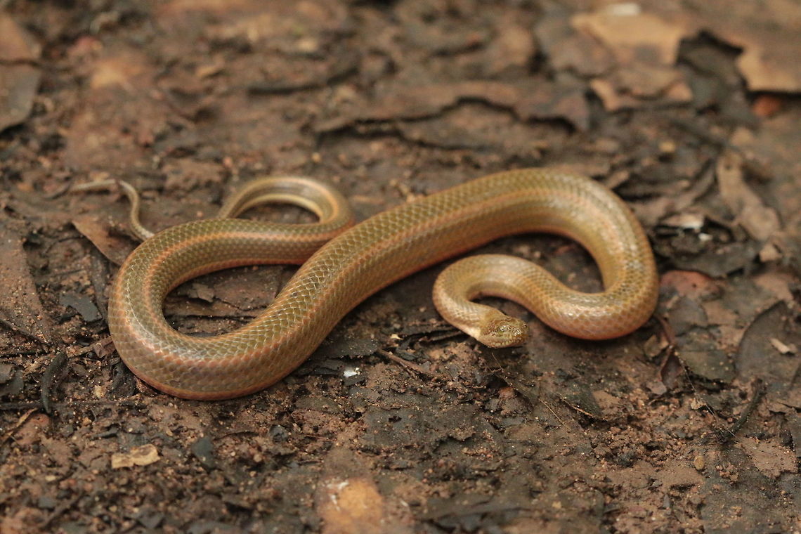Rainbow Water Snake A small aquatic species that lives most its life among marshy or agricultural wetlands (rice fields). This indvidual was found crossing a dirt road in agriculture after some rain. Enhydris enhydris,Rainbow water snake