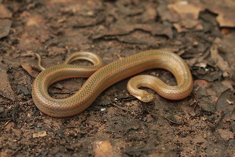 Rainbow Water Snake A small aquatic species that lives most its life among marshy or agricultural wetlands (rice fields). This indvidual was found crossing a dirt road in agriculture after some rain. Enhydris enhydris,Rainbow water snake