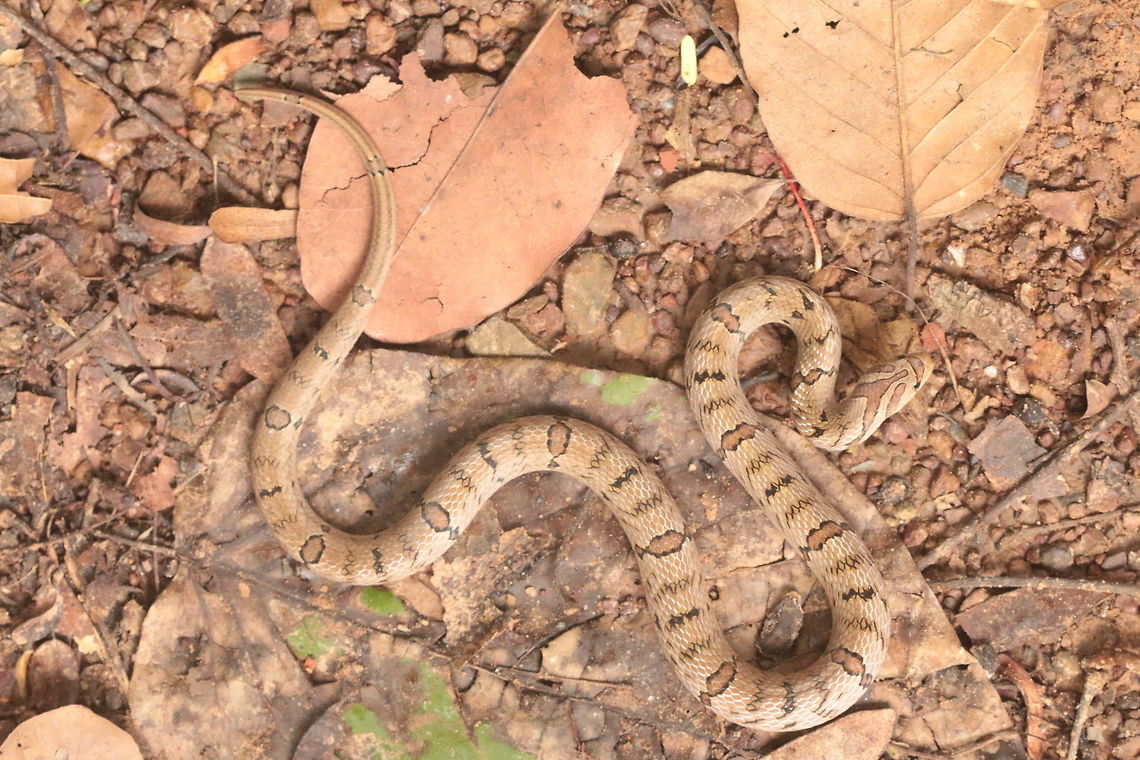 Small-Banded Kukri Snake (Oligodon fasciolatus) A unique genus that is equipt with sharp teeth used for penetrating bird and reptile eggs, which consist of a large part of their diet. Oligodon,Oligodon fasciolatus,Small-banded Kukri Snake