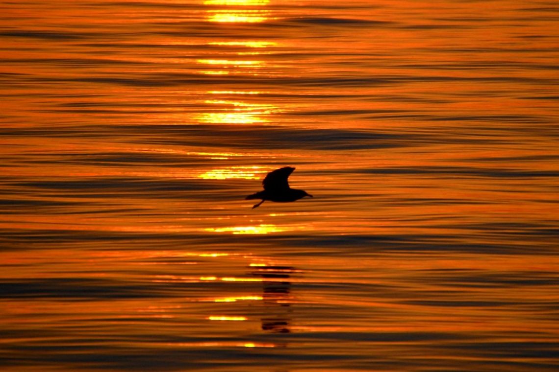 Sea Sentinel I captured this shot while practicing focusing on incoming and outgoing birds. It was frustrating at first but without a doubt incredibly rewarding. One of my favorite things about photography is the power it has to tell a story that isn&#039;t specific. This picture can be whatever you want it to be, it can mean whatever you want it to mean. Geotagged,Kelp Gull,Larus dominicanus,United States