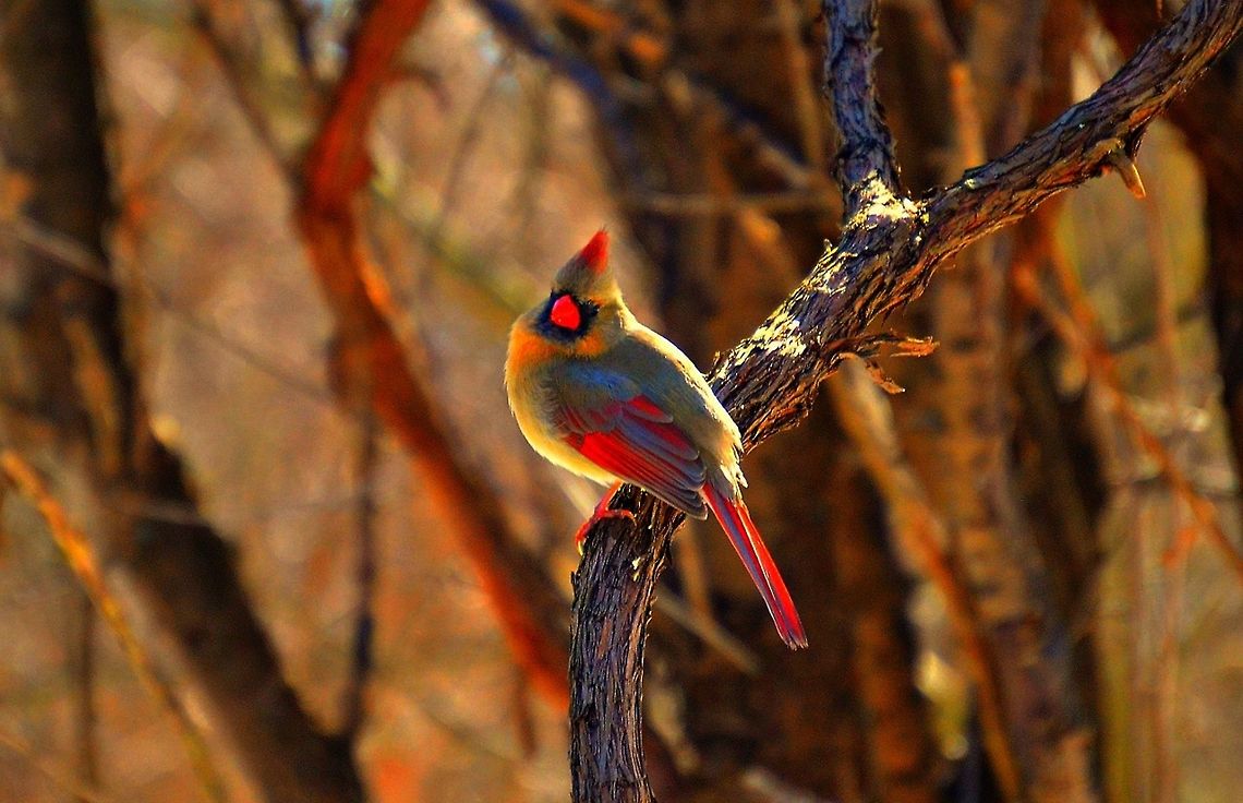 Woodlot Royalty People always ask me what wildlife I enjoy photographing the most. The answer is almost always birds. They&#039;re a lot bolder than you&#039;d think, but somewhat easily scared off. You really have to take your pictures with care, which sometimes means being incredibly patient and waiting for that opportune moment to get the best shot. I had been trying to get a good shot of this beautiful Cardinal for weeks but just could not approach one without it flying away. One day out of the blue one flew up and perched not more than a couple of feet away. Photography is a spontaneous art indeed. Cardinalis cardinalis,Geotagged,Northern Cardinal,United States,nature