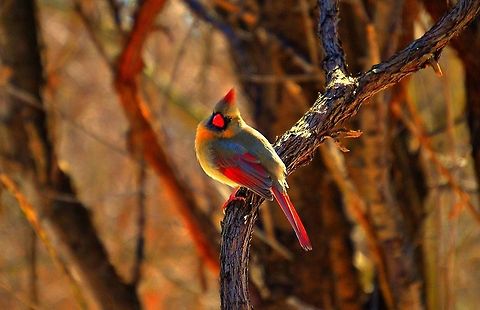 Woodlot Royalty People always ask me what wildlife I enjoy photographing the most. The answer is almost always birds. They're a lot bolder than you'd think, but somewhat easily scared off. You really have to take your pictures with care, which sometimes means being incredibly patient and waiting for that opportune moment to get the best shot. I had been trying to get a good shot of this beautiful Cardinal for weeks but just could not approach one without it flying away. One day out of the blue one flew up and perched not more than a couple of feet away. Photography is a spontaneous art indeed. Cardinalis cardinalis,Geotagged,Northern Cardinal,United States,nature