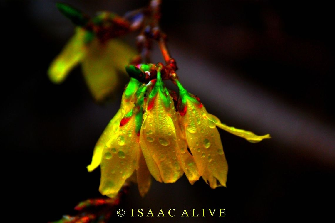 The Biologist I went out with my camera on a day when I thought I wouldn&#039;t find anything. It was cold, rainy, and horribly windy. Yet, I learned a lesson that day. You can almost always find something worth capturing with your camera. For me, this picture is 100% associated with spring. When spring rolls around the forsythia are always in blood in my mother&#039;s garden, bringing back memories of my childhood. Forsythia suspensa,Geotagged,United States,nature