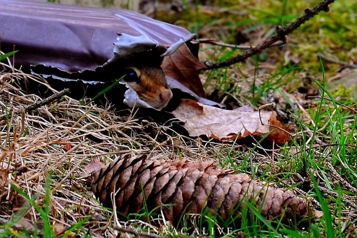 Brave World One day I was out in my backyard and I heard the loudest high-pitched squeak. I realized it was coming from the gutter pipe above. A closer look revealed it was coming from a chipmunk IN the pipe. I realized this was a golden opportunity and rushed back inside to get my camera. Luckily, he was still there when I returned, the only problem was I didn&#039;t want to scare him off in the opposite direction. So, I brought out a lawn chair and pulled it up as close as I could to the pipe. Naturally, he ran back up the pipe so I waited for him to poke his head out and took some pictures. Then, I&#039;d move a little bit closer. He&#039;d run back up the gutter and squeak and hide, but I&#039;d wait, take a picture when allowed, then move up again. I repeated this process several times before I got close enough. They really are amusing creatures.  Eastern chipmunk,Geotagged,Tamias striates,United States,nature,photography,wildlife