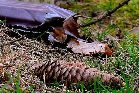 Brave World One day I was out in my backyard and I heard the loudest high-pitched squeak. I realized it was coming from the gutter pipe above. A closer look revealed it was coming from a chipmunk IN the pipe. I realized this was a golden opportunity and rushed back inside to get my camera. Luckily, he was still there when I returned, the only problem was I didn't want to scare him off in the opposite direction. So, I brought out a lawn chair and pulled it up as close as I could to the pipe. Naturally, he ran back up the pipe so I waited for him to poke his head out and took some pictures. Then, I'd move a little bit closer. He'd run back up the gutter and squeak and hide, but I'd wait, take a picture when allowed, then move up again. I repeated this process several times before I got close enough. They really are amusing creatures.  Eastern chipmunk,Geotagged,Tamias striates,United States,nature,photography,wildlife