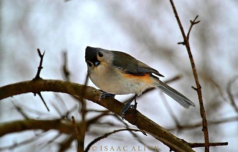 Hello During the winter months, my mother and I go out to feed these lovely and bold birds that will fly right over and perch on your hand to eat seeds. Baeolophus bicolor,Geotagged,Tufted Titmouse,United States,birds,nature,photography,wildlife