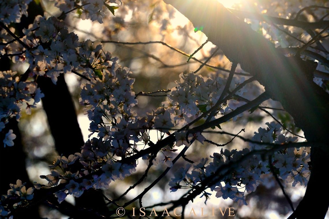 Breathe In I took this picture in early spring of 2014 around the golden hour when everything has that look of enchantment. Geotagged,United States,flowers,nature,photography,trees