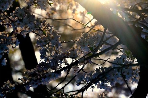 Breathe In I took this picture in early spring of 2014 around the golden hour when everything has that look of enchantment. Geotagged,United States,flowers,nature,photography,trees