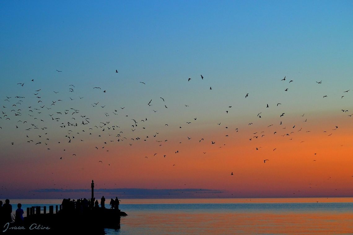 Free, Like The Sea When I took this picture I was actually on my way out of the park, ready to go home. I took one last look towards the lake before I got in my car and saw this sight. I knew I had to preserve it to share with the world. Birds,Geotagged,Kelp Gull,Larus dominicanus,United States,nature,photography,sunset