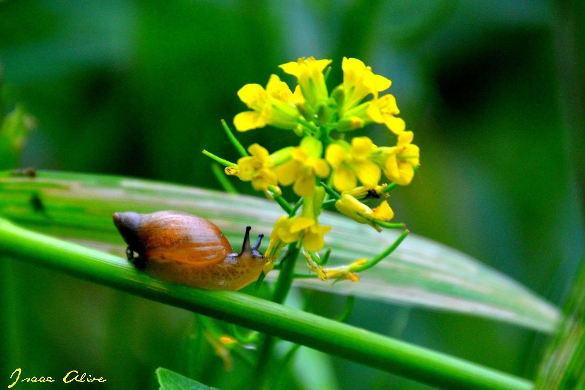 Don't Stop to Smell The Flowers If you ever find yourself taking life just a little bit too seriously here&#039;s a picture I took of a snail smelling some flowers. Probably not though, they don&#039;t even have noses. Or do they? Geotagged,Helix aspersa,United States