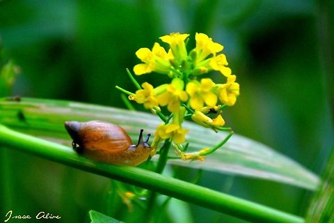 Don't Stop to Smell The Flowers If you ever find yourself taking life just a little bit too seriously here's a picture I took of a snail smelling some flowers. Probably not though, they don't even have noses. Or do they? Geotagged,Helix aspersa,United States