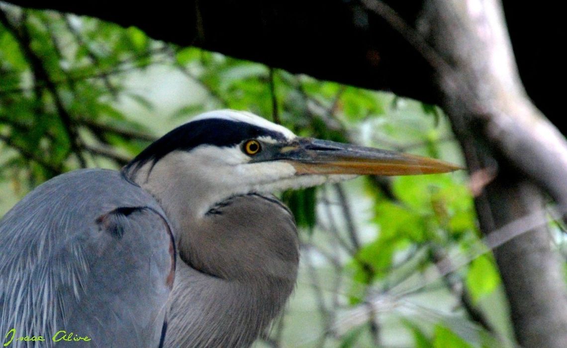 Heron I was out fly fishing when I turned around and this guy was right behind me nesting. He didn&#039;t seem to mind me, but he probably scared away all the fish. Ardea herodias,Ardea melanocephala,Black-headed Heron,Egretta novaehollandiae,Geotagged,Great Blue Heron,United States,White-faced Heron