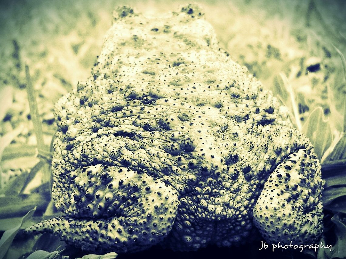 Common Indian toad  Duttaphrynus melanostictus