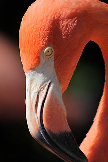 Flamingo Location: Seaworld, Florida American Flamingo,Phoenicopterus ruber